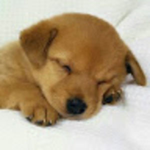 Meet your Posher, Norma